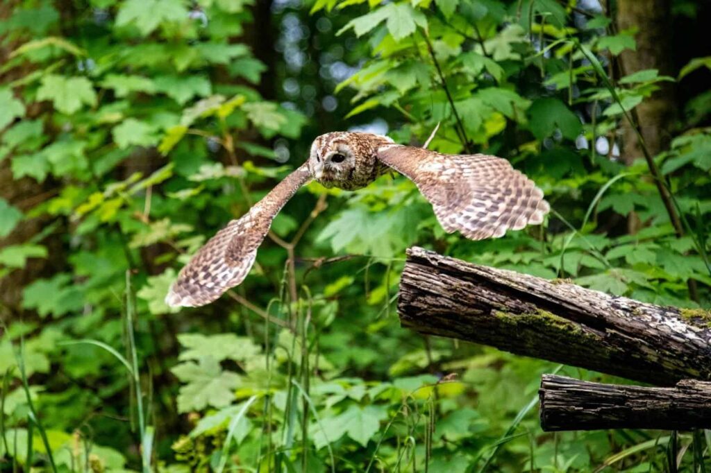 Loch Lomond Bird of Prey Centre - Loch Lomond