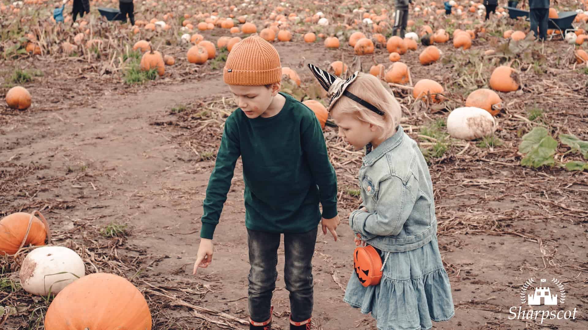 20 Best Pumpkin Picking Patches in Scotland
