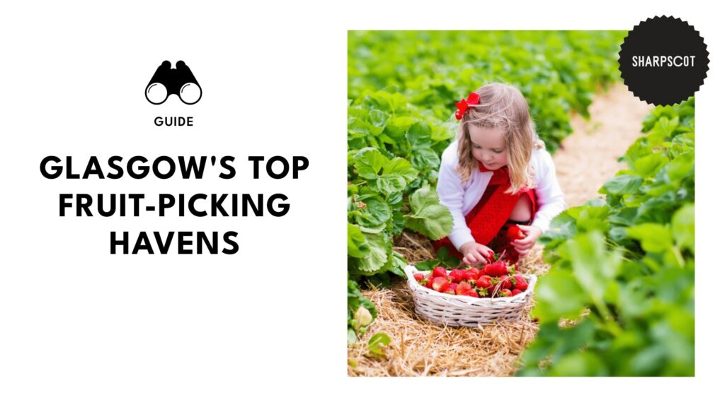Top 5 Fruit-Picking Havens Near Glasgow