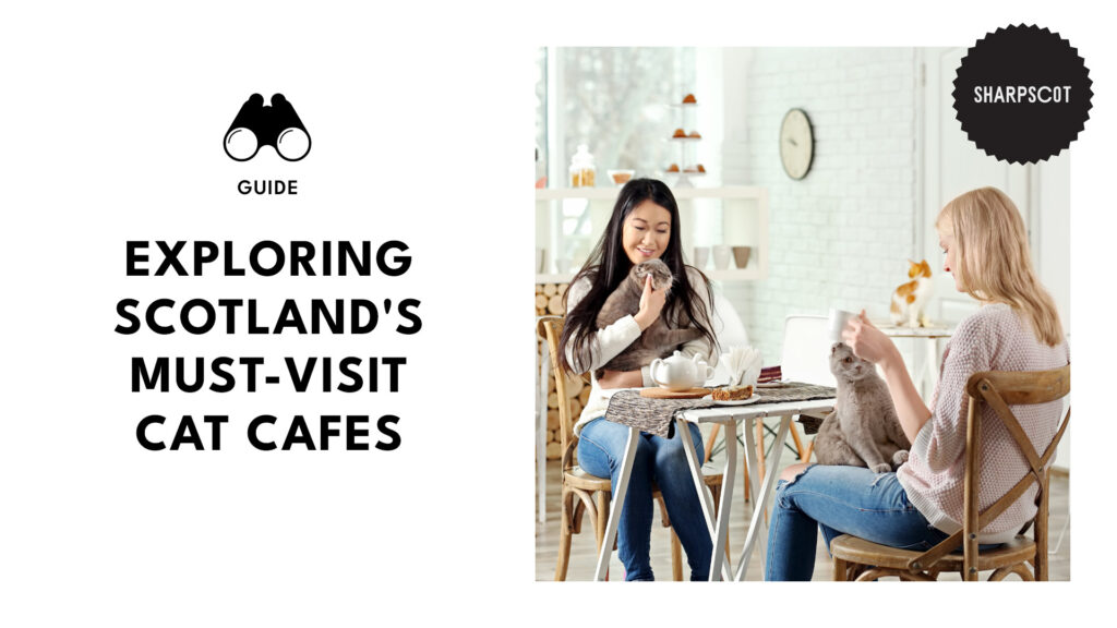 best-cat-cafes-scotland-banner
