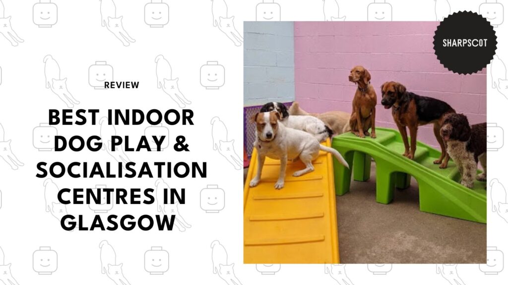 indoor-dog-play-socialisation-centres-glasgow-banner